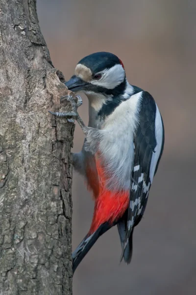 Pájaro carpintero sentado en el árbol —  Fotos de Stock