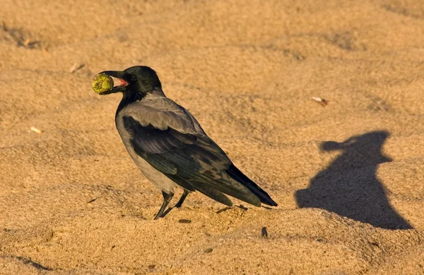 Ворона с капюшоном (Corvus cornix) ) — стоковое фото