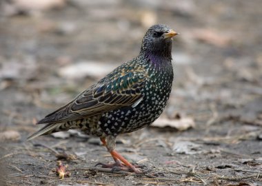 Erken baharda Avrupa Starling