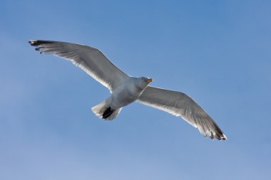 mavi gökyüzüne uçan martı