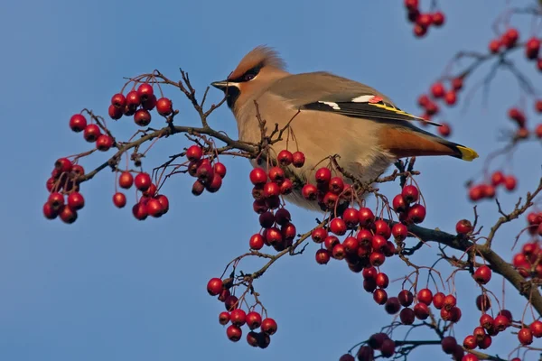 Boheemse Pestvogels (Bombycilla garrulus) — Stockfoto