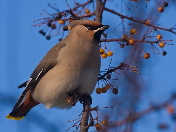 Boheemse Pestvogels (Bombycilla garrulus) — Stockfoto