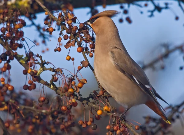 Bohem İpekkuyruk (Bombycilla garrulus) — Stok fotoğraf