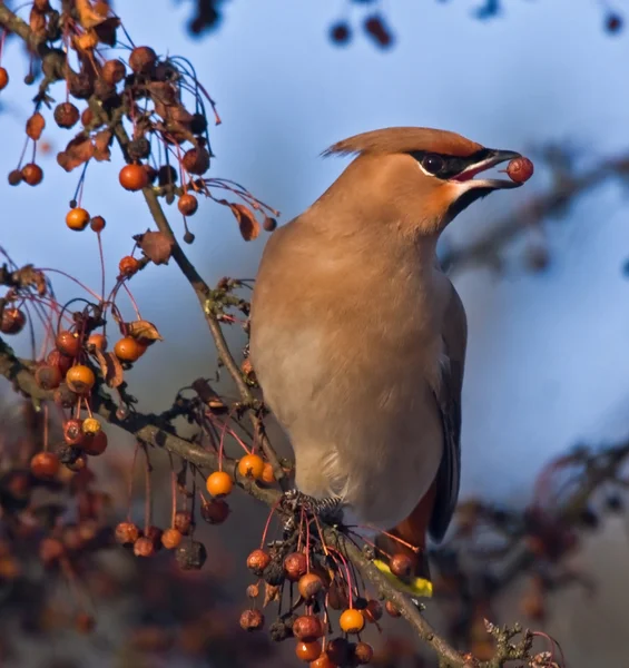 Μποέμ Waxwing (Bombycilla garrulus) — Φωτογραφία Αρχείου