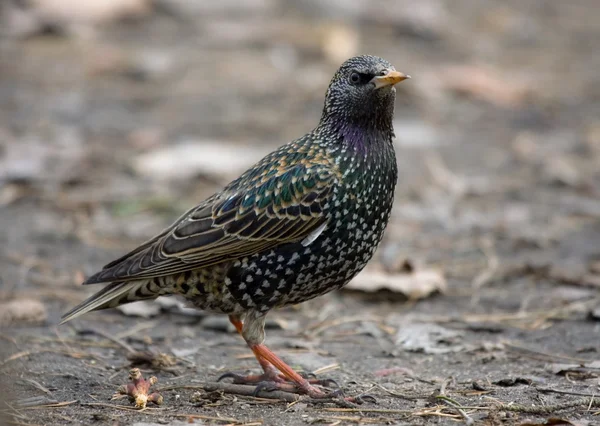 Starling europeu no início da primavera — Fotografia de Stock