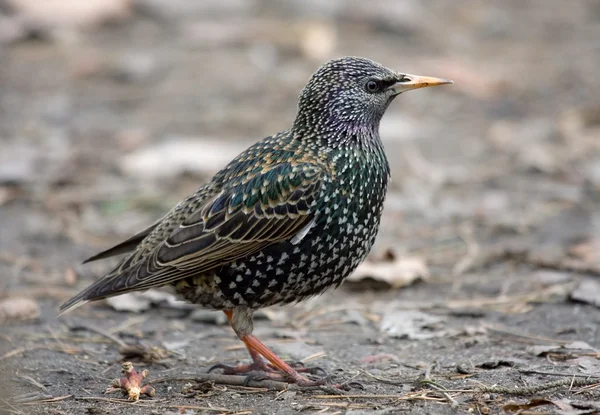 Starling europeu no início da primavera — Fotografia de Stock