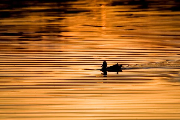 Le lac doré — Photo
