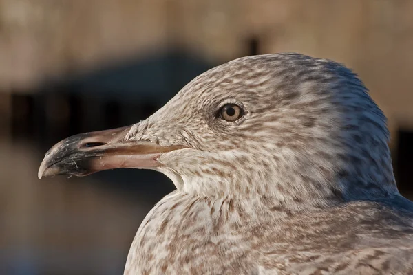 Close-up de jovem gaivota de arenque — Fotografia de Stock