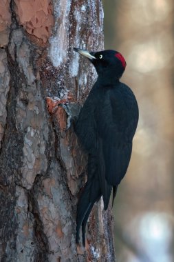 Kara ağaçkakan ağaçta oturuyor