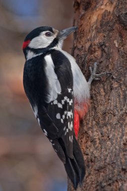 Ağaçkakan ağaçta oturuyor