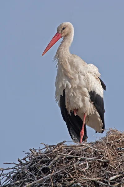 Cigüeña blanca (Ciconia ciconia) — Foto de Stock