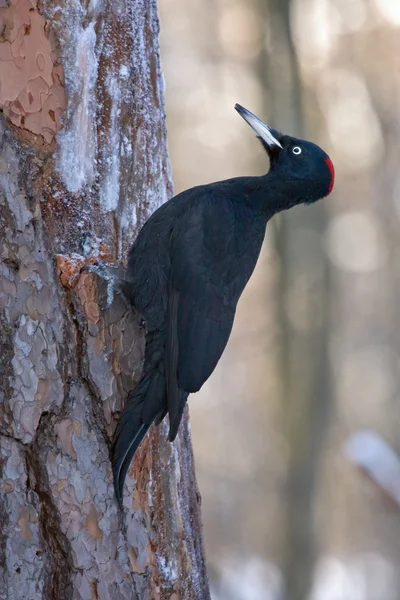 Pica-pau preto sentado na árvore — Fotografia de Stock