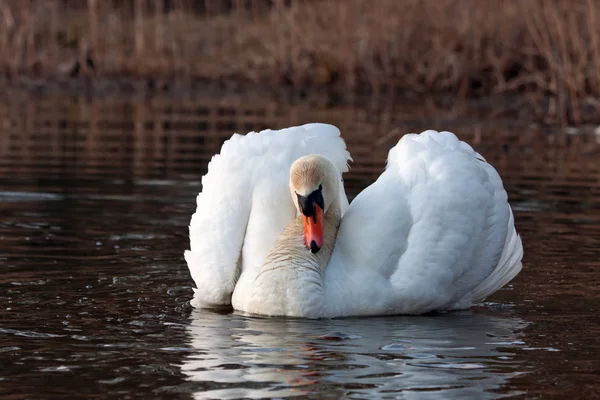 Höckerschwan (Cygnus olor)) — Stockfoto