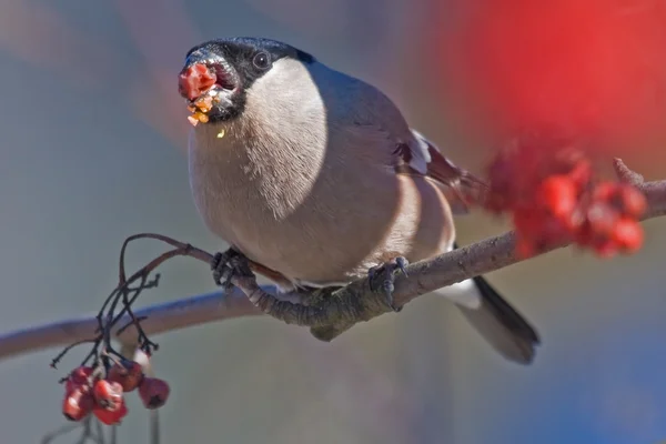 Goudvink (Pyrrhula pyrrhula, mannelijke) - een van de favoriete vogels van het Russische volk — Stockfoto