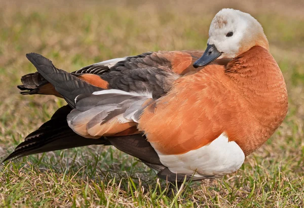 Červený Shelduck (Tadorna ferruginea) — Stock fotografie