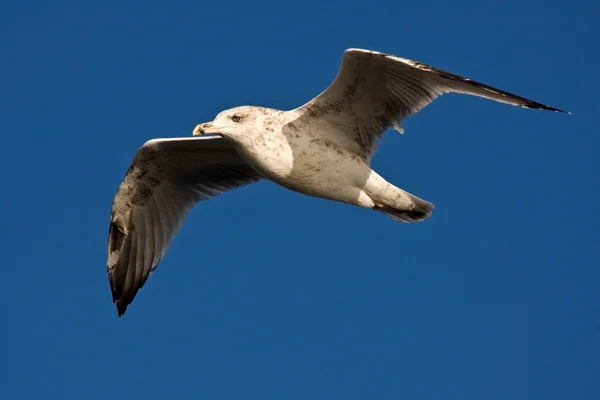 Gabbiano che vola sul cielo blu — Foto Stock