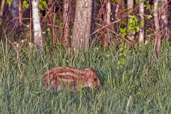 Jabalí (Sus scrofa ) — Foto de Stock