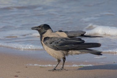 Kapüşonlu Karga (Corvus Cornix)