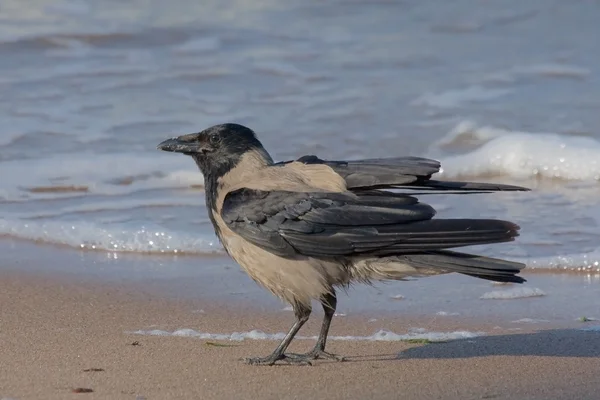 Csuklyás varjú (Corvus Cornix)) — Stock Fotó