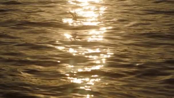 Coucher de soleil sur la mer avec mouette — Video