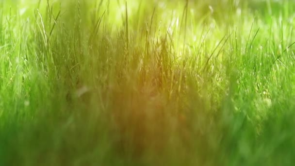 Gras gazon in een zonnige middag — Stockvideo