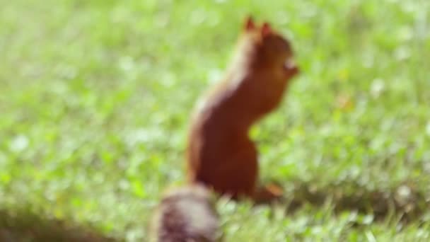 Squirrel  eating nut — Stock Video