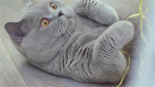 Gato gris acostado en la espalda — Vídeo de stock