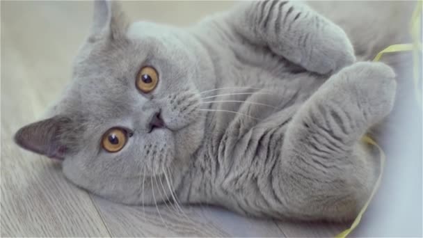 Gato cinzento deitado de costas — Vídeo de Stock