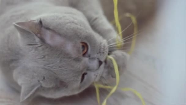 Gato gris acostado en la espalda — Vídeos de Stock