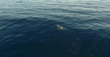 Okyanusu güzel balık