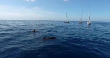 Mavi denizde yelkenli tekneler