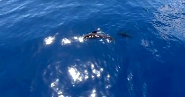 Красиві кити в глибокому океані — стокове відео