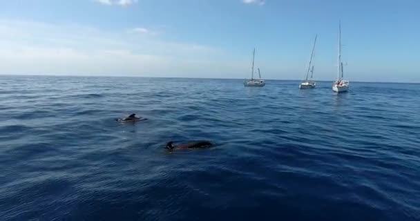 Вітрильні човни в синьому морі — стокове відео