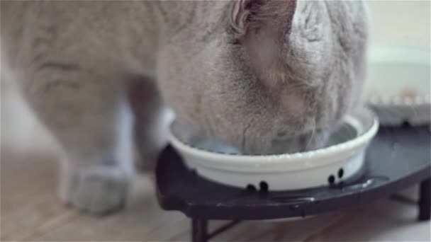 Katze trinkt Wasser aus Bogen — Stockvideo