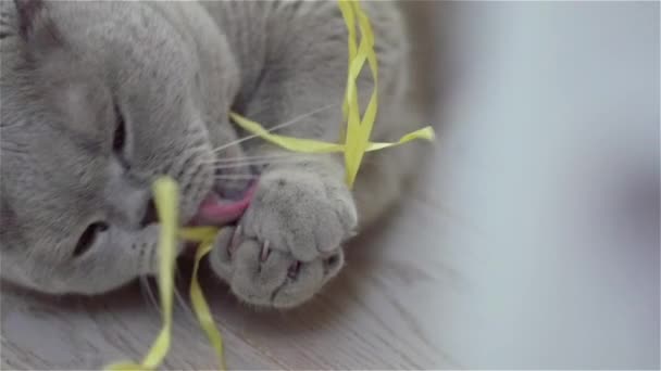 Grey scottish fold plays with ribbon — Stock Video