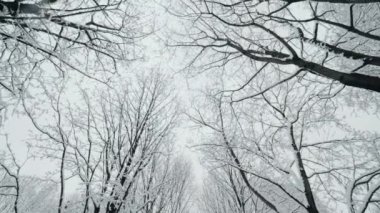 Buzlu ağaçların karla kaplı olduğu güzel kış doğal manzarası ortaya çıkar.
