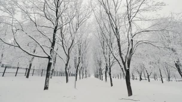 Повільно ходити по стежці в сніжному зимовому лісі в оточенні крижаних дерев, вкритих сніговим пострілом — стокове відео
