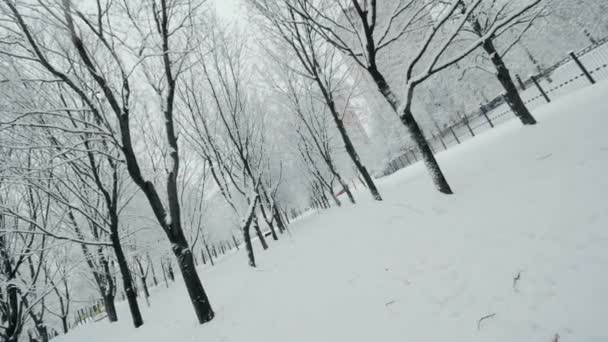 走在冬季城市森林公园的人行道上，树上覆盖着雪地倾斜的雪地 — 图库视频影像