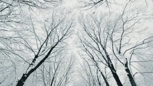Túrázás a szezonális téli erdő park jeges fák borítja hó pov lövés tiszta téli ég — Stock videók