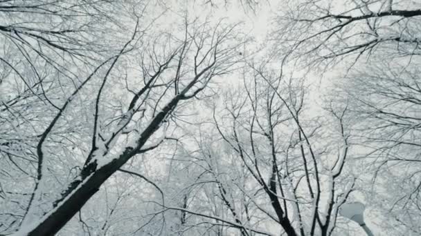 Güzel kış mevsiminde ağaçların tepesi ve dallar donmuş buz tabakalarıyla kaplıdır. — Stok video