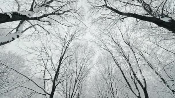 Mouvement lent marchant dans la forêt d'hiver avec ciel clair et branches d'arbres gelés angle bas — Video