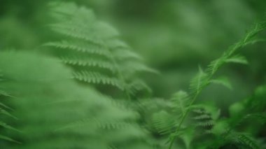 Yaz yağmur ormanlarında yeşil eğreltiotu desenli yapraklar. Egzotik tropikal bitkileri kapatıyorlar.