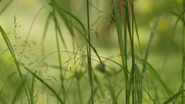 Closeup στέλεχος του φρέσκου πράσινου χόρτου σε φυσικό θερινό λιβάδι σε ηλιόλουστη μέρα slider shot — Αρχείο Βίντεο