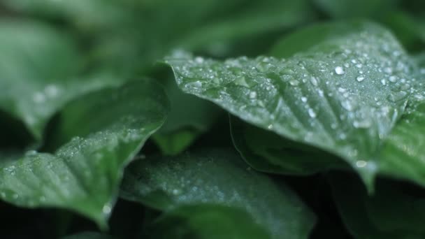 Montón de hojas verdes exuberantes naturales con textura con gotas de rocío que caen de cámara lenta macro slider shot — Vídeos de Stock