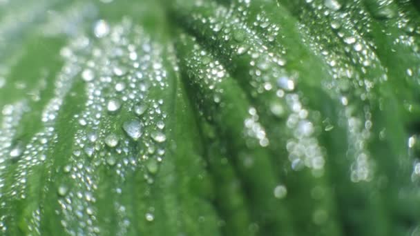 Getextureerde groenblijvende weelderige blad bedekt met natuurlijke ochtend dauw druppels macro slider shot — Stockvideo