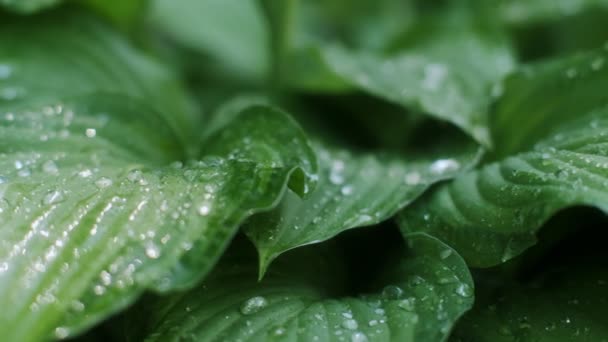 Extremt nära upp färska gröna naturliga växtblad med dagg vatten droppar makro reglaget skott — Stockvideo