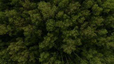 Tüylü, sık orman yeşil ağaçlarının üzerinden havalanan hava görüntüsü.