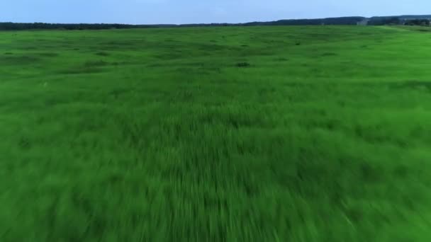 Snelheid omgekeerde beweging vliegen over verbazingwekkende verse natuurlijke veld met groene grasbomen en grijze lucht — Stockvideo