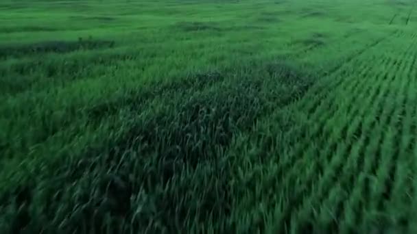 Vista dall'alto movimento veloce volare sopra fresca estate campo di erba verde tiro da elicottero — Video Stock