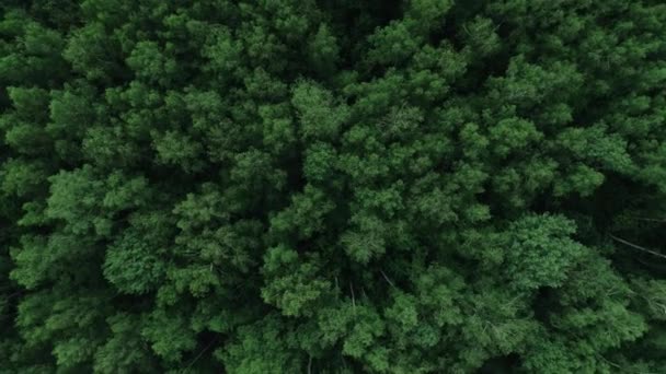 Zoom plano aéreo en hermosas copas de árboles frescos naturales declinan disparar desde helicóptero — Vídeo de stock